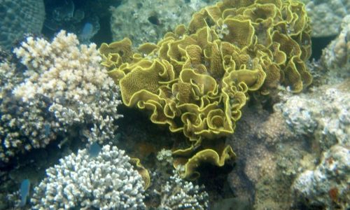 Cabbage Coral.