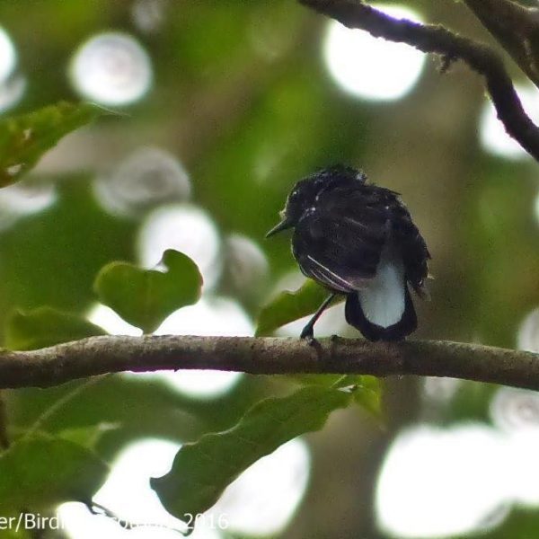 A Silktail sits on a branch in the forests near Savusavu.