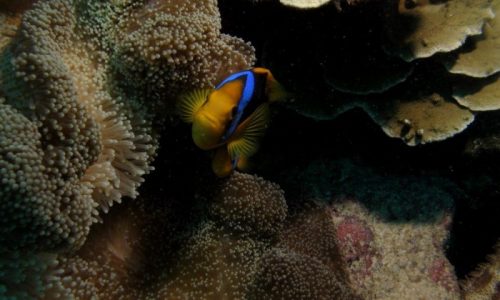 A fish swimming among coral.