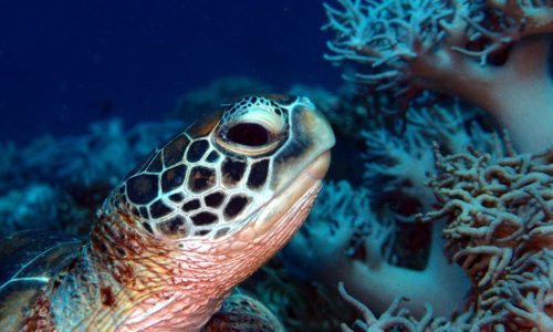 A turtle swimming among coral.