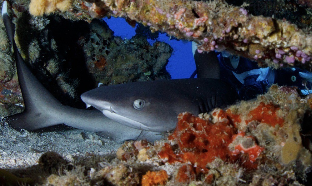 A local resident shark watches the visiting divers in Savusavu bay.
