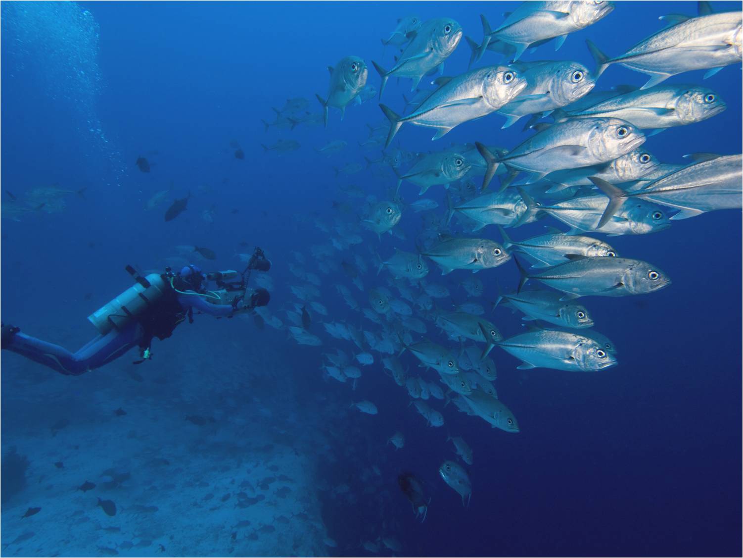 A diver swimming among Trevally fish.