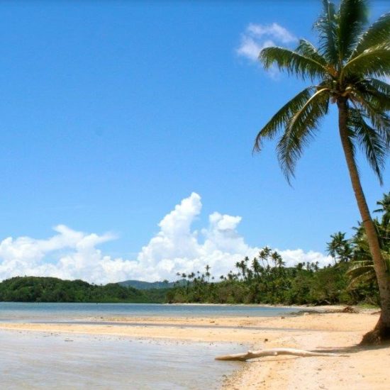 Palm trees on Devodara Beach, Savusavu.