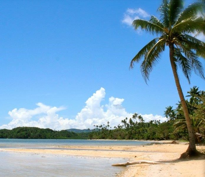 Devodara Beach Savusavu Fiji's Hidden Paradise (2) Palm trees on Devodara Beach, Savusavu.