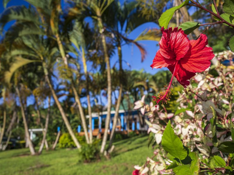 Fiji FIJI / Vanua Levu / Savusavu / Daku Resort
© Oliver Bolch